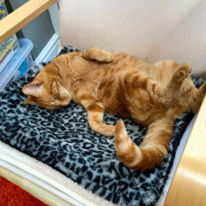 Vet Sarah Middletons cat Marmalade in a relaxed pose on a chair lieing on his back